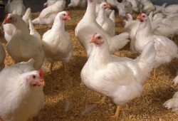 لمّا الطيور تقول "ماء".. جدل واسع حول فتوى جواز الأضحية بـ"الفراخ" في عيد الأضحى