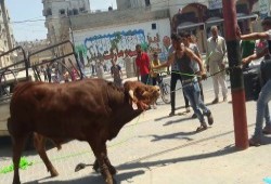الأزهر يحسم الجدل حول التضحية بالديوك بدلاً من العجول