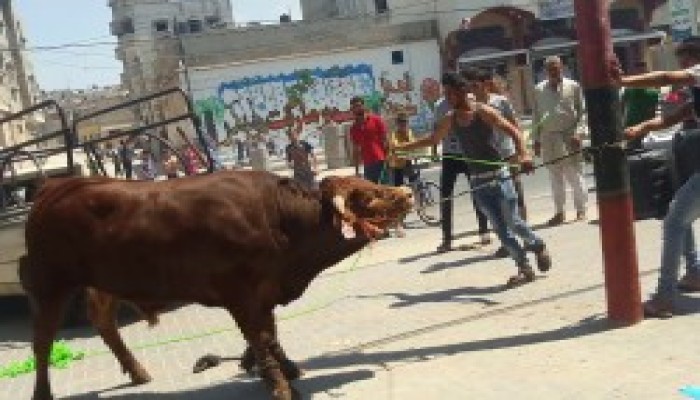 الأزهر يحسم الجدل حول التضحية بالديوك بدلاً من العجول