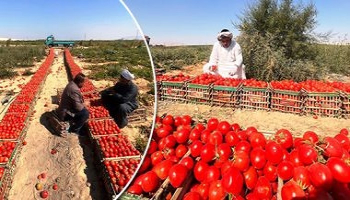 أسعار الخضراوات في الأسواق.. البصل بـ30 جنيها للكيلو والبطاطس بـ19