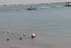 قرش يلتهم ذراع سيدة بمدينة "دهب"