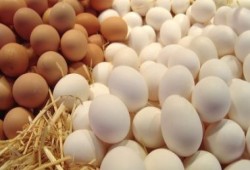 البيض يسجل اليوم 121 جنيهًا للكرتونة فى المزرعة