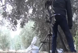 مشاهد مذهلة: قسامي يقصف الاحتلال بذراع مبتورة وأخر يفجر دبابة من المسافة صفر