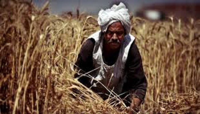 بسبب اهماله محلياً.. مصر تتوسع في استيراد القمح
