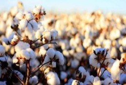 انخفاض صادرات مصر من القطن بنسبة 49% .. فما السبب ؟