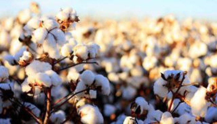 انخفاض صادرات مصر من القطن بنسبة 49% .. فما السبب ؟