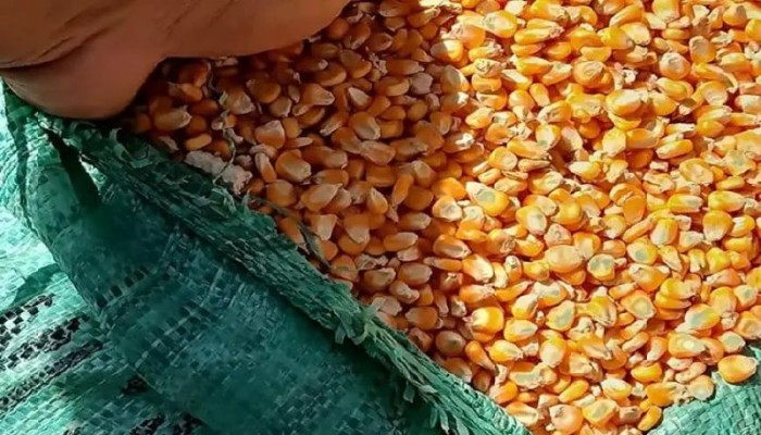 ارتفاع الأسعار يهدد استئناف تداول الذرة الصفراء فى “البورصة السلعية”