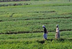السيسي يمنح الجيش أراضٍ شاسعة في ثلاث محافظات