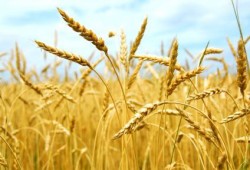 حكومة السيسي تتوسع فى استيراد القمح من زيمبابوي، والمكسيك، والسويد