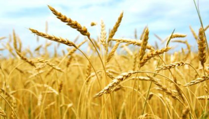 حكومة السيسي تتوسع فى استيراد القمح من زيمبابوي، والمكسيك، والسويد