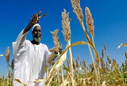 كيف أثرت حرب السودان على أحوال الريفيين المعيشية ؟
