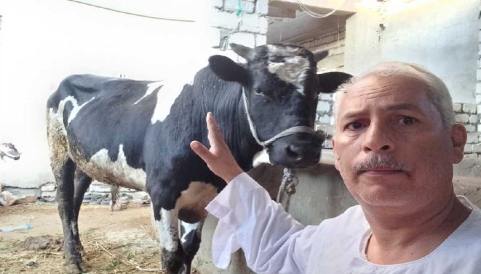 نقيب الفلاحين: مفيش لحمة حمرا مذبوحة بـ150 جنيهاً للكيلو إلا لو كانت وقيع