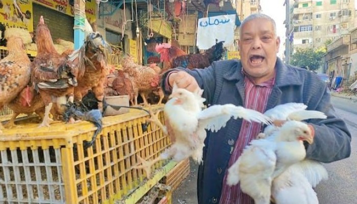 ارتفاع أسعار الدواجن اليوم الخميس في الأسواق المصرية