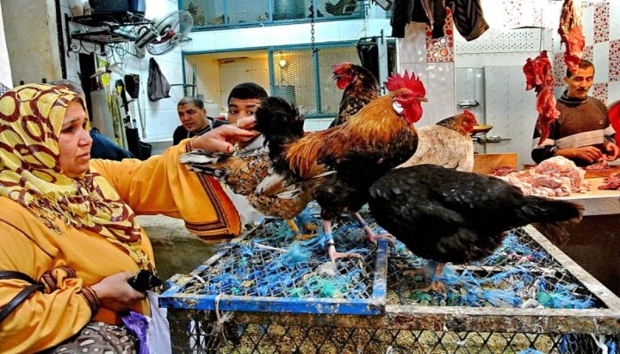 أسعار الدواجن تعاود الصعود مجددًا.. وكيلو البانيه يسجل 228 جنيهًا
