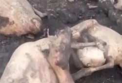 خسائر بالملايين.. حريق هائل بحظيرة مواشي وورشة نجارة في المنيا