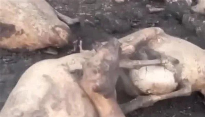 خسائر بالملايين.. حريق هائل بحظيرة مواشي وورشة نجارة في المنيا