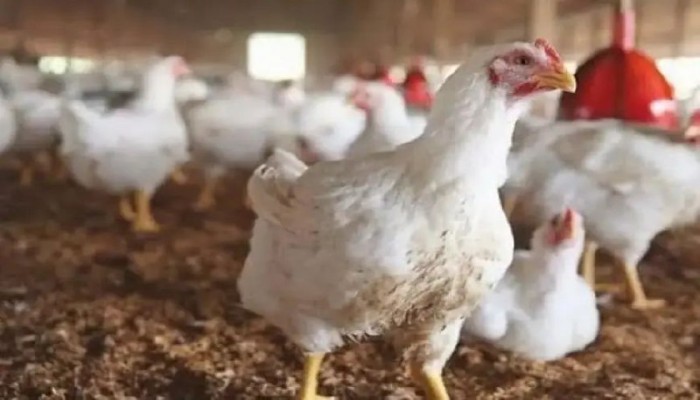 بسبب قطع الكهرباء .. ارتفاع أسعار الفراخ 20% .