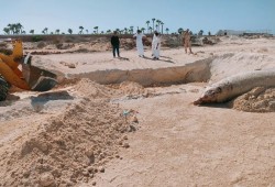 بالفيديو.. حوت نافق يظهر على أحد شواطئ الساحل الشمالي يثير الذعر