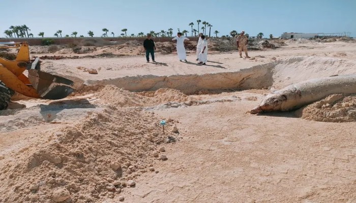 بالفيديو.. حوت نافق يظهر على أحد شواطئ الساحل الشمالي يثير الذعر
