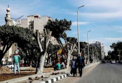 مصر.. غضب بسبب قطع الأشجار وشكوك حول تصدير الفحم للاحتلال الإسرائيلي