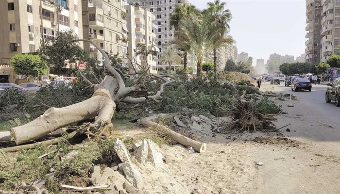 البيئة: المحليات تقطع الأشجار دون علمنا