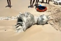 حيوان نافق يثير ذعر المصطافين في الساحل الشمالي