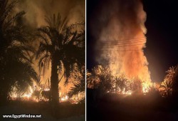 حريق هائل يلتهم مزارع نخيل في الوادي الجديد