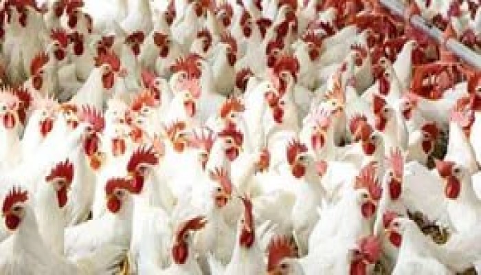 ارتفاع جديد فى أسعار الفراخ... أسعار الدواجن في مصر اليوم السبت 6 يوليو