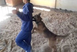 كلب مسعور يعقر 10 أشخاص في أسيوط معظمهم أطفال