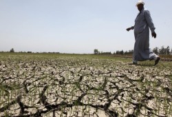 مركز المناخ بالزراعة: مخاطر ارتفاع موجات الحرارة تؤثر على المحاصيل الزراعية
