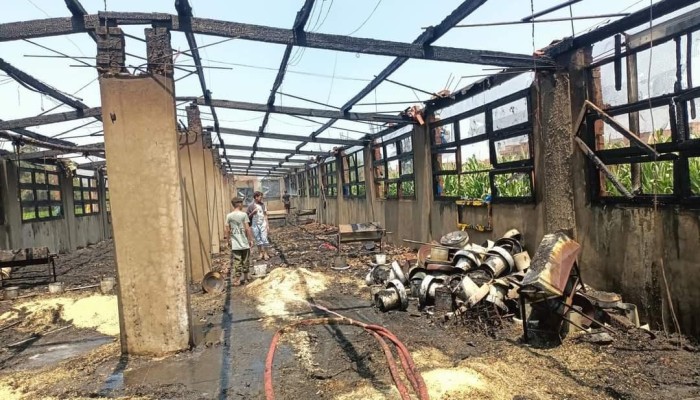 حريق هائل يلتهم مزرعة دواجن بالغربية وخسائر بالملايين
