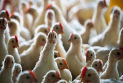 المربي بيخسر 30 جنيه في الفرخة.. تصريحات صادمة من شعبة الدواجن من السيناريو المرعب