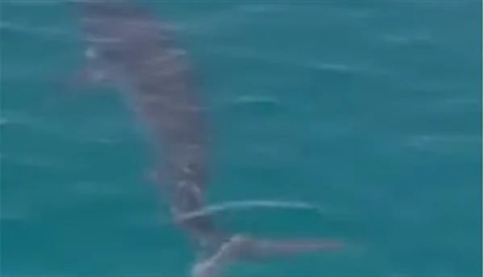 ظهور قرش في ساحل العين السخنة بالسويس