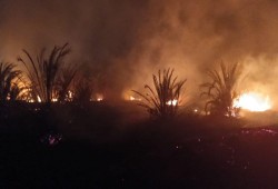 حريق هائل يلتهم 10 أفدنة برسيم بالوادي الجديد