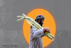 مزارعو القصب يطالبون برفع سعر التوريد بعد زيادة التكاليف