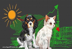 هجر الحيوانات الأليفة في مصر: ظاهرة تتزايد بسبب الأوضاع الاقتصادية