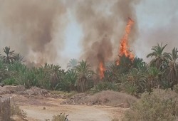 حريق في 6 مزارع نخيل وأشجار زيتون بسيوة