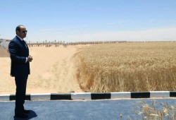 بسبب العجز.. حكومة الانقلاب تسعى لاستيراد أكبر كمية من القمح في التاريخ