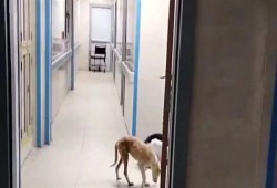 كلب يتجول داخل مستشفى في قنا.. والصحة تفتح تحقيقًا عاجلًا