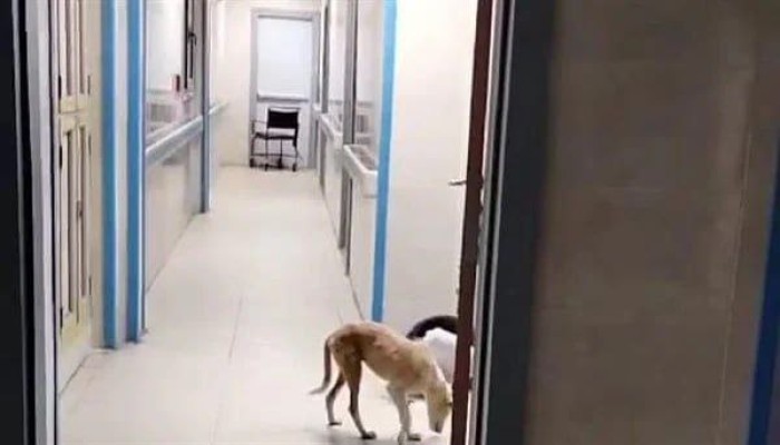 كلب يتجول داخل مستشفى في قنا.. والصحة تفتح تحقيقًا عاجلًا