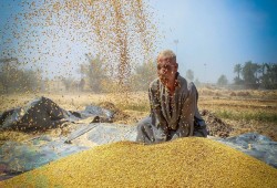 حكومة الانقلاب تتعاقد على أقل من 10% فقط من أكبر كمية قمح كانت تنوي استيرادها