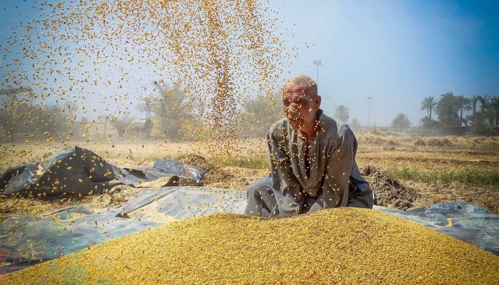 حكومة الانقلاب تتعاقد على أقل من 10% فقط من أكبر كمية قمح كانت تنوي استيرادها