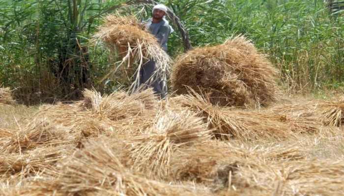 أزمة الأسمدة تنذر بتفاقم التضخم في مصر