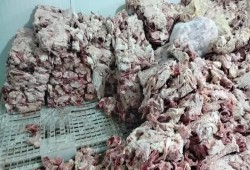 صدمة بين المصريين .. صور دواجن فاسدة في طريقها لبطونهم