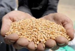 مصر تدرس استيراد القمح من تركيا