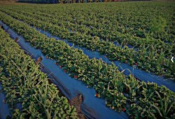 «تصل إلي 200 قرشًا».. رفع أسعار الكهرباء لاستخدامات الري بداية من أغسطس الجاري