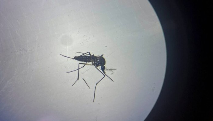 فيروس جديد ينتشر في الأمريكتين بسرعة البرق