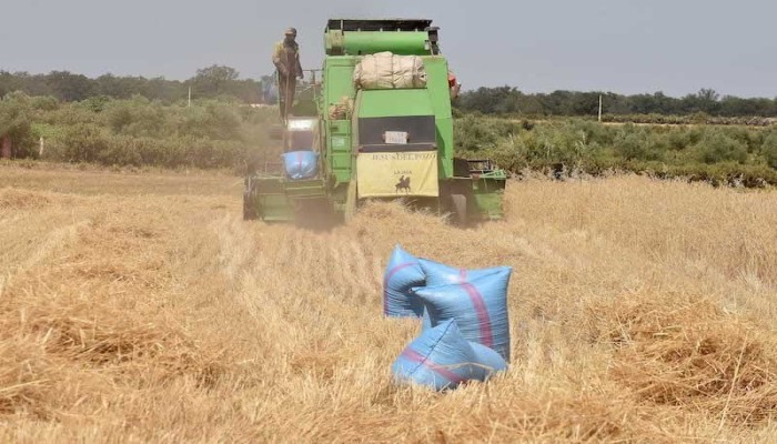 القمح فى مصر أصبح عملة نادرة