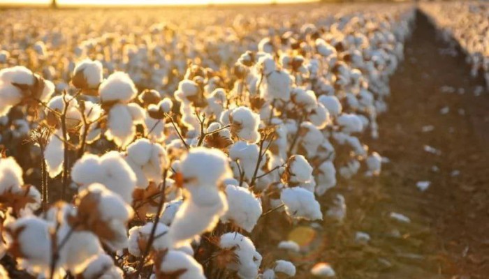 بعد تأجيل افتتاح موسم القطن شهرا.. مفاوضات للحصول على مليارات الجنيهات لشراء المحصول الجديد