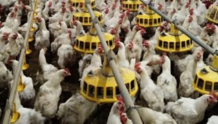 أسعارالدواحن "لحمة الغلابة" تتجاوز 100 جنيه ... ماذا تريد الحكومة من الشعب؟